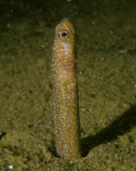 Image of Heteroconger enigmaticus (Enigma garden eel)