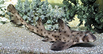 Image of Heterodontus francisci (Horn shark)