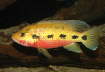 Image of Hemichromis fasciatus (Banded jewelfish)