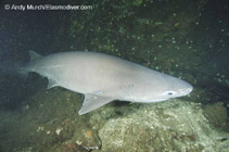 Image of Hexanchus griseus (Bluntnose sixgill shark)