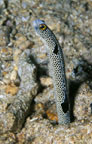 Image of Heteroconger hassi (Spotted garden-eel)
