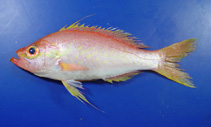 Image of Hemanthias leptus (Longtail bass)