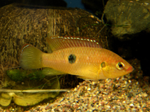 Image of Hemichromis letourneuxi (Jewel fish)