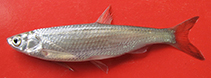 Image of Hemiculter leucisculus (Sharpbelly)