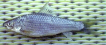 Image of Henicorhynchus caudimaculatus (Striped mud carp)