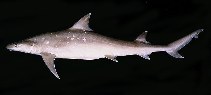 Image of Hemigaleus microstoma (Sicklefin weasel shark)