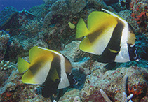 Image of Heniochus monoceros (Masked bannerfish)