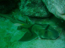Image of Heterodontus portusjacksoni (Port Jackson shark)
