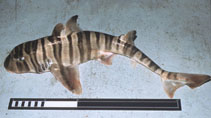 Image of Heterodontus zebra (Zebra bullhead shark)