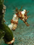 Image of Hippocampus alatus (Winged seahorse)