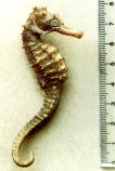 Image of Hippocampus borboniensis (Réunion seahorse)