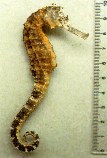 Image of Hippocampus comes (Tiger tail seahorse)