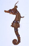 Image of Hippocampus coronatus (Crowned seahorse)