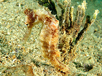 Image of Hippocampus curvicuspis (New Caledonian thorny seahorse)