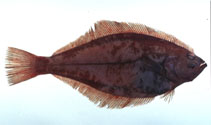Image of Hippoglossoides dubius (Flathead flounder)