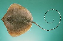 Image of Maculabatis gerrardi (Sharpnose stingray)