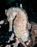 Image of Hippocampus kelloggi (Great seahorse)
