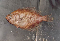 Image of Hippoglossina macrops (Bigeye flounder)
