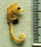 Image of Hippocampus minotaur (Bullneck seahorse)