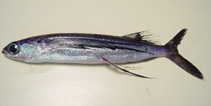 Image of Hirundichthys rondeletii (Black wing flyingfish)