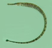Image of Hippichthys spicifer (Bellybarred pipefish)