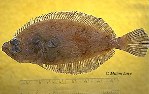 Image of Hippoglossina stomata (Bigmouth flounder)