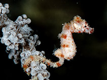 Image of Hippocampus waleananus (Walea pygmy seahorse)