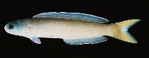 Image of Hoplolatilus cuniculus (Dusky tilefish)