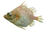 Image of Hollardia hollardi (Reticulate spikefish)