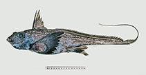 Image of Hydrolagus marmoratus 