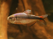 Image of Hyphessobrycon melanostichos 