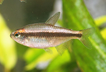 Image of Hyphessobrycon piranga 