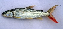 Image of Hydrocynus vittatus (Tiger fish)