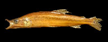 Image of Ichthyborus congolensis 