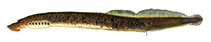 Image of Ichthyomyzon greeleyi (Mountain brook lamprey)