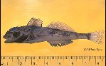 Image of Icelinus quadriseriatus (Yellowchin sculpin)