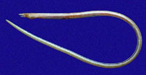 Image of Ichthyapus selachops (Smiling snake-eel)