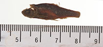 Image of Iotichthys phlegethontis (Least chub)