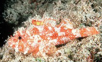Image of Iracundus signifer (Decoy scorpionfish)