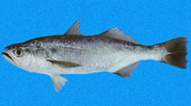 Image of Isopisthus remifer (Silver weakfish)