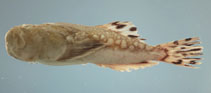 Image of Kathetostoma albigutta (Lancer stargazer)