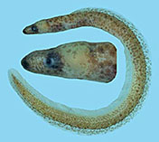 Image of Kaupichthys atronasus (Black-nostril false moray)