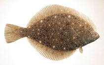 Image of Platichthys bicoloratus (Stone flounder)