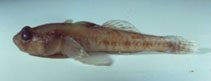 Image of Knipowitschia radovici (Norin goby)