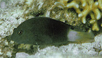 Image of Labracinus atrofasciatus (Blackbarred dottyback)