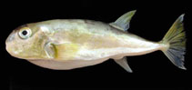 Image of Lagocephalus spadiceus (Half-smooth golden pufferfish)