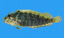 Image of Labrisomus xanti (Largemouth blenny)