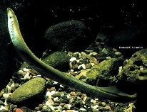 Image of Lethenteron appendix (American brook lamprey)