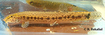 Image of Lepidocephalichthys arunachalensis 