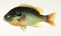 Image of Lepomis auritus (Redbreast sunfish)